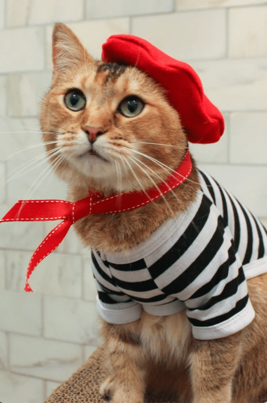 OPERA🙀CRITIC  ~Spadina Theatre&nbsp;🎶